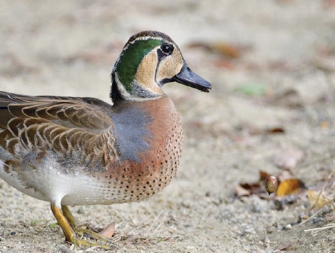 Baikal Teal